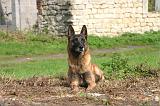 MALINOIS 1078